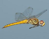 A small dragonfly is found to be the world's longest-distance flyer