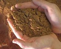 Microalgae as a feedstuff for grower steers