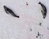 Drone photos offer faster, cheaper data on key Antarctic species