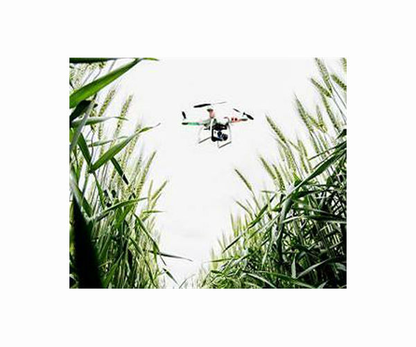 Unmanned aerial vehicles help wheat breeders
