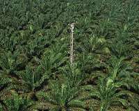 Can palm-oil biodiesel can reduce greenhouse gas emissions