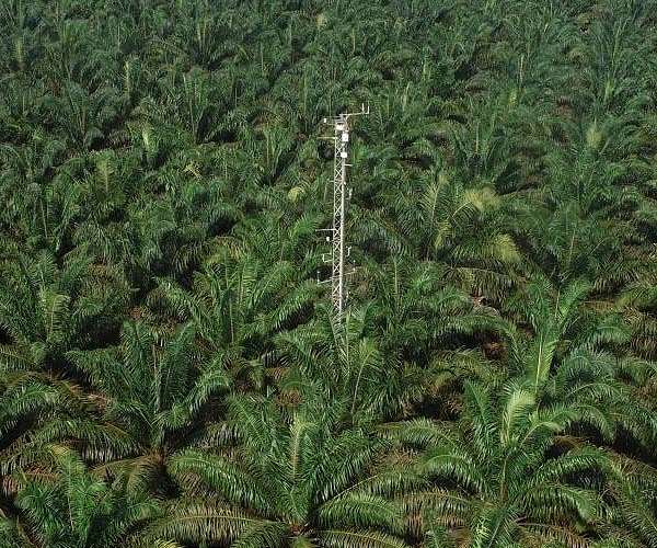 Malaysia boosts China palm oil exports under EU pressure