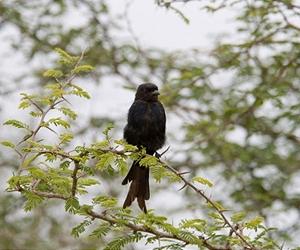 Gangster Birds Running Protection Racket Give Insight Into Coevolution