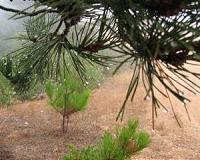 Collecting clean water from air, inspired by desert life