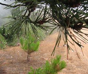 New study shows how climate change could affect entire forest ecosystems