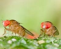 Evolution in rainforest flies points to climate change survival