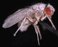 Fruit fly immunity fails with fungus after (space)flight