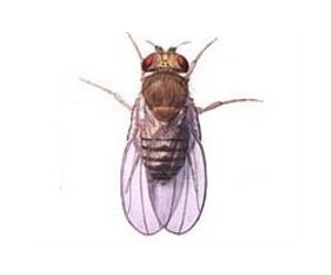 Fruit Fly Nervous System Provides New Solution To Fundamental Computer Network Problem