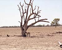 More droughts, floods for Australia as globe heats up