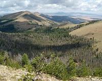 Increasingly severe disturbances weaken world's temperate forests