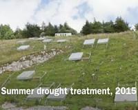 Plant species' genetic responses to climate change