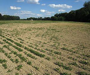 US suffers worst drought in 56 years