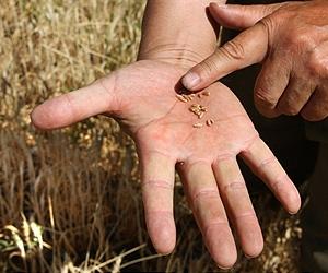 Russia to lift ban on flour exports