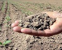 Drought, heat take toll on global crops