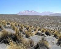 Dryland ecosystems emerge as driver in global carbon cycle