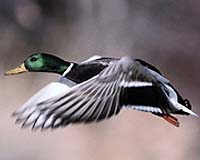 Syncrude faces fines for duck deaths