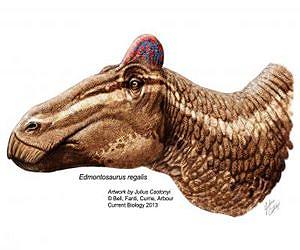 Duck-billed dinosaurs had fleshy 'cocks comb'