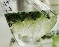 Tiny plants with huge potential