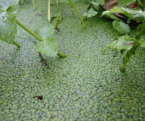 Duckweed as a cost-competitive raw material for biofuel production