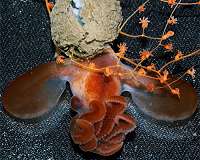 Rare find from the deep sea