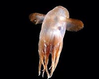 Explorers Census 17,650 Ocean Species Between Edge Of Darkness And Black Abyss