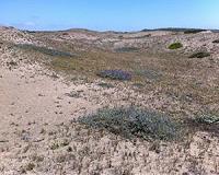 Rare dune plants thrive on disturbance