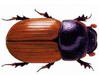 Veterinary drugs pushing dung beetles to the brink of extinction
