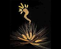 Genome assembly of pasta wheat leads to new insights for modern wheat breeding