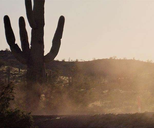 Global warming: even cacti can't take the heat