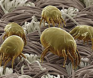 Genetic study of house dust mites demonstrates reversible evolution