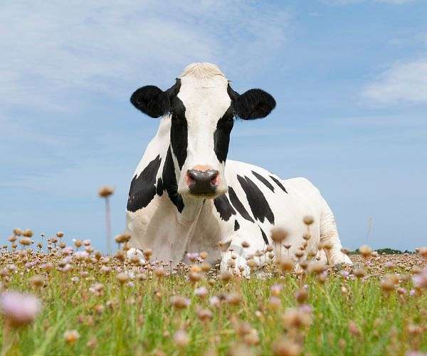 EU to 'firmly defend' dairy sector facing China probe