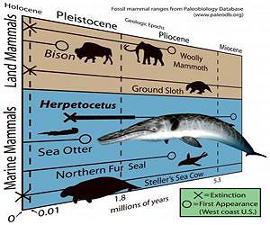 Dwarf whale survived well into Ice Age