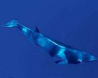 Another whale population suddenly dying in Atlantic