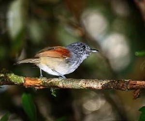 More at-risk bird species in Brazilian forest than previously thought