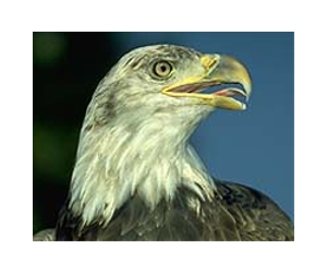 Eagles on decline in Britain for centuries