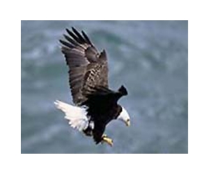 Bald eagle in crosshairs of US fight over lead bullets
