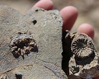 Montana student, professor discover earliest Jurassic corals