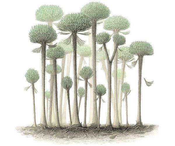 Earth's earliest forest unearthed in UK Coastal Fossils