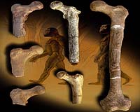 Upright Walking Began 6 Million Years Ago