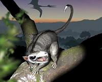 Mammal diversity exploded