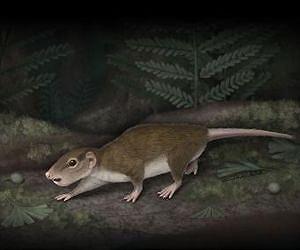 Chinese super-rat roamed Earth 160 million years ago