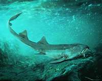 Sharks used suction feeding 335 million years ago