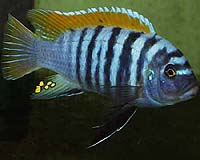 Adaptation To Parasites Drive African Fishes Along Different Evolutionary Paths