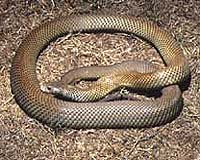 Drought driving deadly snakes into Australian cities: official