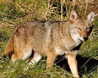 Pennsylvania Trapper Captures New York Coyote
