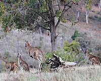 Global Warming Threatens Australia's Iconic Kangaroos