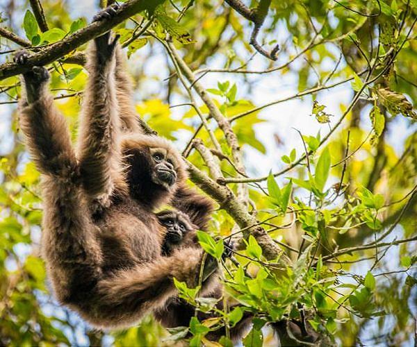 Finding Skywalker gibbons with love songs: study