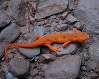 Emerging disease could wipe out American, European salamanders