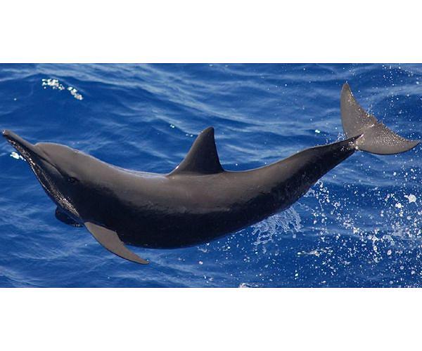 Dolphins adapt feeding patterns to survive coastal construction
