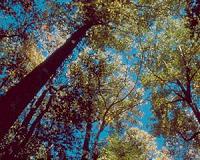 Climate change not responsible for altering forest tree composition